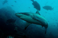   Beqa Adventure Divers Shark Dive160 sec f1028mmSony A350Ikelite HousingSubstrobe DS51 1/60 160 60 f/10 f10 10 DS-51 DS 51  